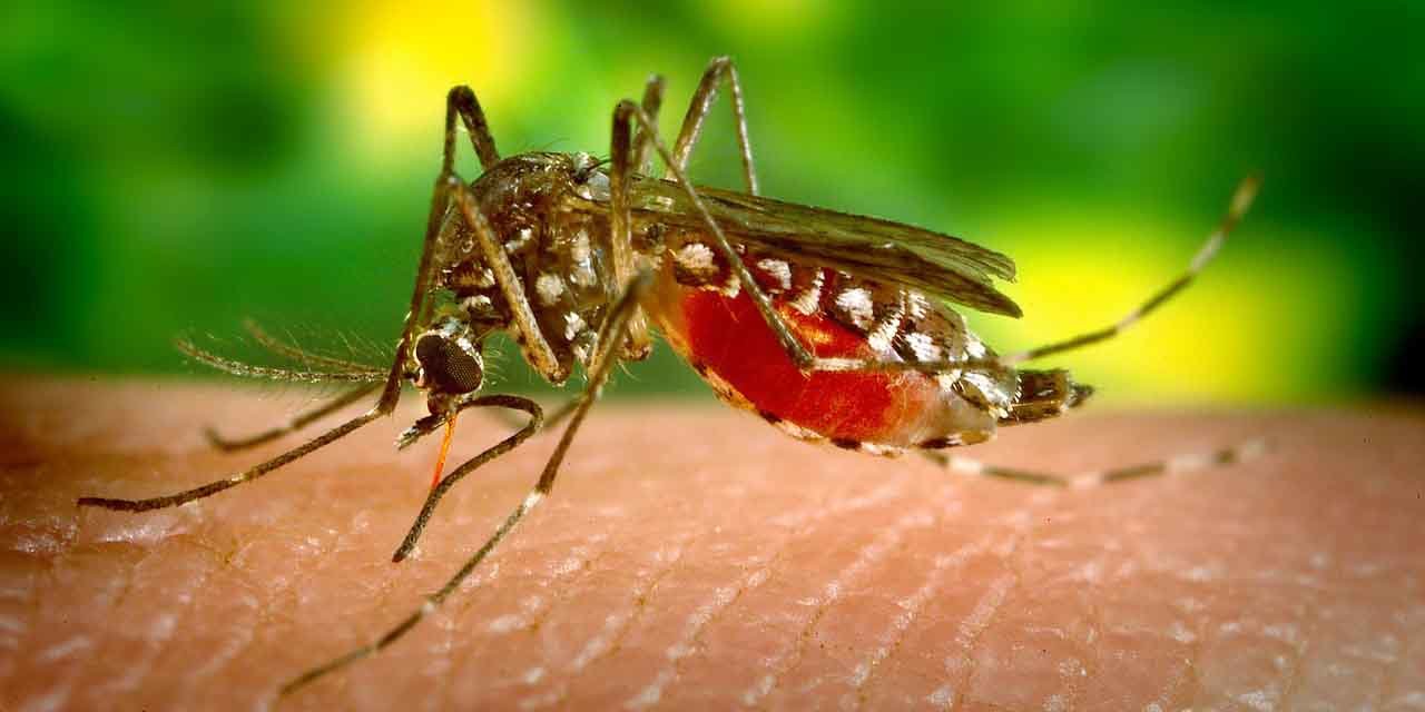 Gor Czka Denga Przyczyny Objawy Leczenie Szczepionka Na Denga